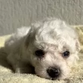 ビションフリーゼ