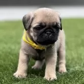 パグ