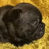 フレンチブルドッグ【茨城県・男の子・2025年11月4日・フォーン】の写真3