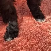 トイプードル(トイ)【茨城県・女の子・2025年10月17日・シルバー】の写真8「おしるし💞」