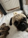 パグ【・女の子・2020年5月25日・フォーン】