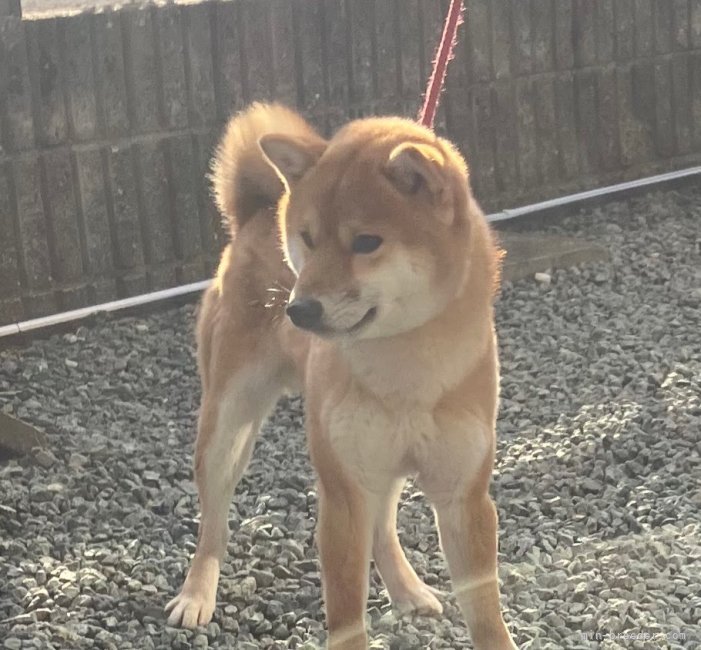 当犬舎の代表犬です。北陸の有名犬舎の血統です。交配予約承ります。｜松見　晶子(まつみ　あきこ)ブリーダー(三重県・柴犬・日本犬保存会登録)の紹介写真2