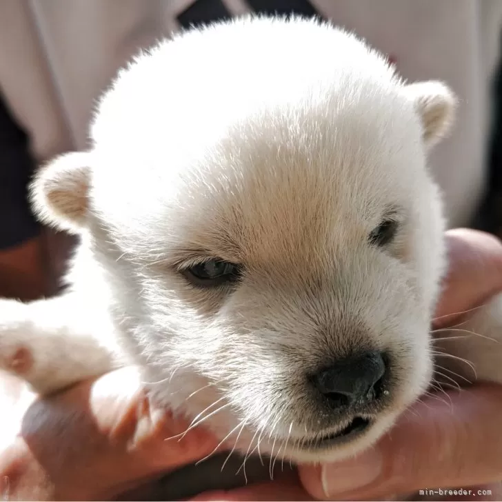 　とんとん 様のお迎えした子犬