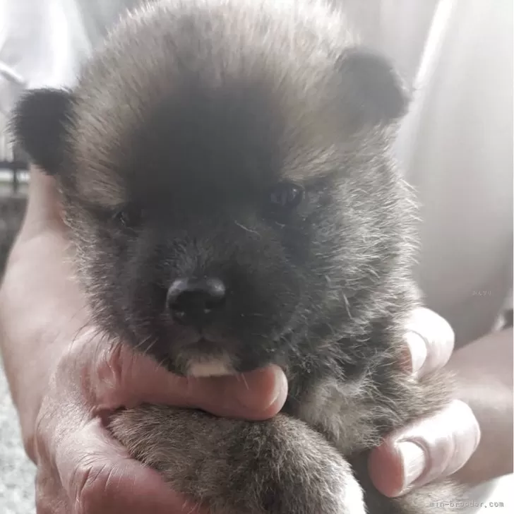 ID：2506-07709の子犬