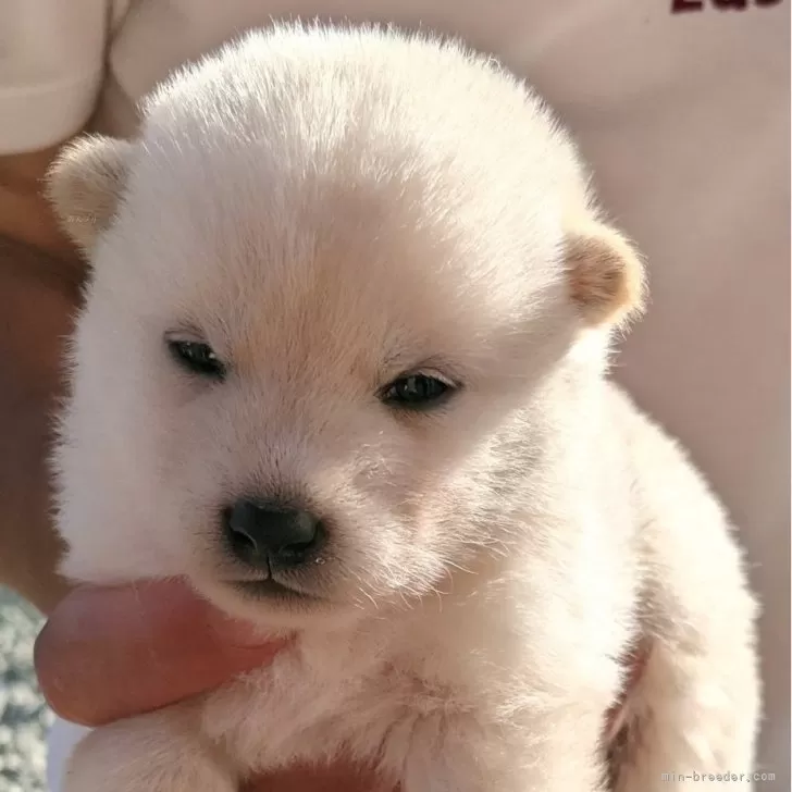 ID：2411-02528の子犬