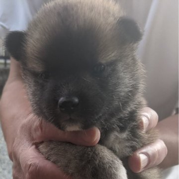 柴犬(豆柴)【三重県・男の子・2024年10月18日・赤】の写真「骨量のある男らしい男前の子です。」