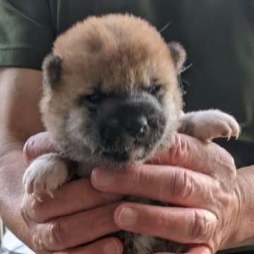柴犬(豆柴)【三重県・女の子・2024年10月18日・赤】の写真「美人になるでしょう😃」