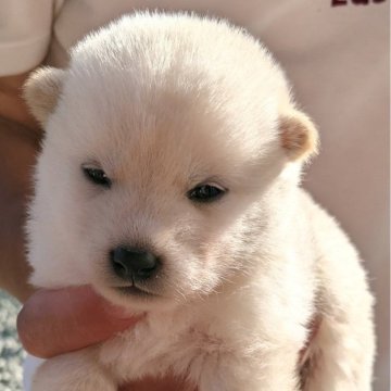 柴犬(豆柴)【三重県・男の子・2024年10月18日・白】の写真「レアカラーの白色の男前！」