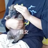 豆柴