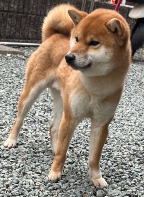 柴犬【・男の子・2021年11月12日・赤】