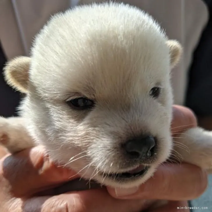 S.O 様のお迎えした子犬