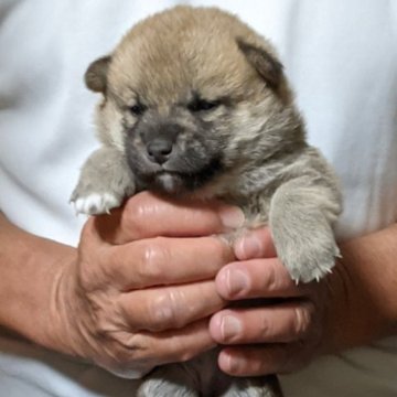 柴犬(豆柴)【三重県・女の子・2023年10月14日・赤】の写真「愛情をたっぷり受けてスクスク育っています。」
