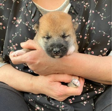 柴犬(豆柴)【三重県・男の子・2024年5月25日・赤】の写真「北陸の超有名犬舎の血を引く貴重な男の子です。」