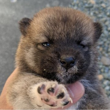 柴犬(標準サイズ)【三重県・女の子・2023年9月26日・赤】の写真「お姉ちゃんみたいにとても美人になるでしょう😉👍」