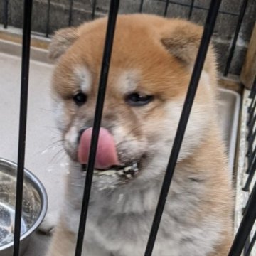 柴犬(標準サイズ)【三重県・男の子・2023年7月25日・赤】の写真「おっぱいをたくさん飲んでスクスク育っています。」