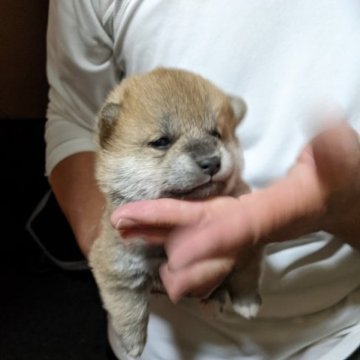 柴犬(豆柴)【三重県・女の子・2023年10月14日・赤】の写真「愛情をたっぷり受けてスクスク育っています。」