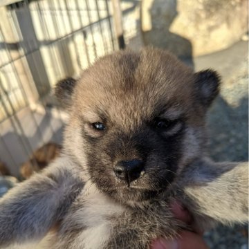 柴犬(豆柴)【三重県・女の子・2024年5月1日・赤】の写真「お母さんのおっぱいをいっぱい飲んでます😄」