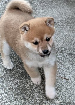 柴犬(標準サイズ)【三重県・女の子・2021年11月16日・赤】の写真「今、蘇る名門犬舎の血筋です。」