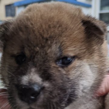 柴犬(標準サイズ)【三重県・男の子・2023年9月1日・赤】の写真「皆から愛されるとても可愛いワンちゃんです。」