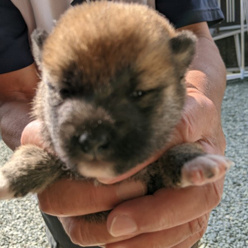 柴犬(標準サイズ)【三重県・女の子・2022年9月10日・赤毛】の写真「一男四女の長女です!赤毛です。」