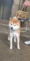 柴犬(標準サイズ)【三重県・女の子・2021年11月16日・赤】の写真3「お父さんです。」