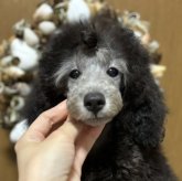 トイプードル(トイ)