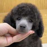 トイプードル(トイ)