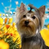 ヨークシャーテリア【東京都・男の子・2024年6月12日・スティールブルー&タン】の写真1「正統派可愛い僕❤️ 可愛くなる自信があります」