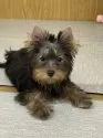 ヨークシャーテリア【東京都・男の子・2024年6月12日・スティールブルー&タン】の写真12
