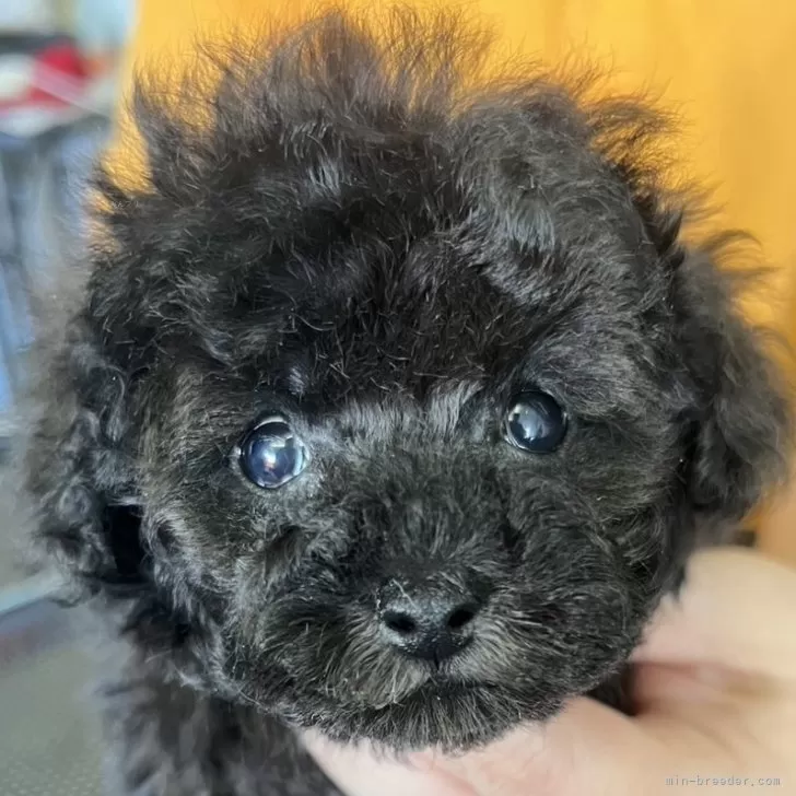 ID：2502-07040の子犬