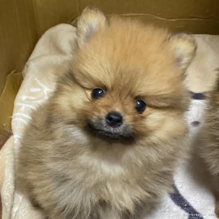 ばあば 様のお迎えした子犬