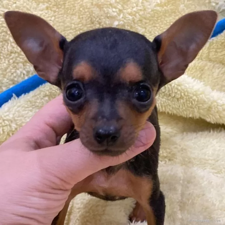 ID：2412-01672の子犬