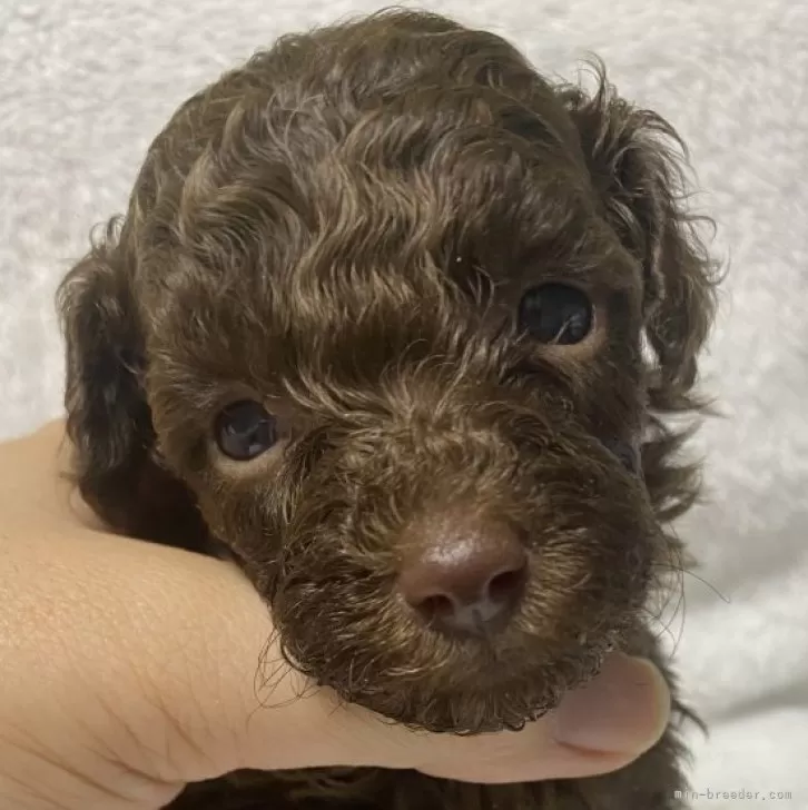 R.M 様のお迎えした子犬