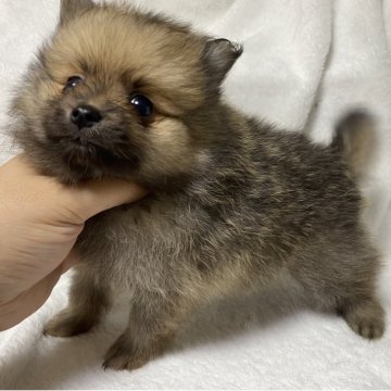 ポメラニアン【愛知県・男の子・2025年9月15日・ウルフセーブル】の写真「最終価格‼️気になるかたはお問い合わせください😊」