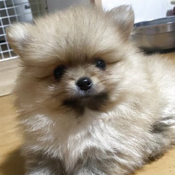ポメラニアン【愛知県・男の子・2025年6月5日・オレンジ】の写真「胴が詰まっててお父さん似の可愛い子です！」