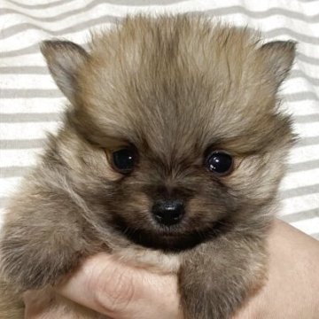 ポメラニアン【愛知県・男の子・2025年9月10日・オレンジ】の写真「とても小柄で顔が整ってるイケメンくんです！」