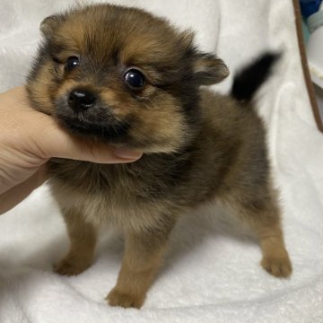 ポメラニアン【愛知県・男の子・2025年9月15日・オレンジ】の写真「最終価格‼️気になるかたはお問い合わせください😊」