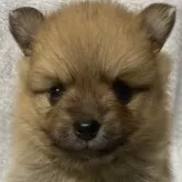 ポメラニアン