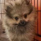 ポメラニアン
