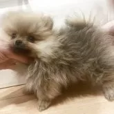 ポメラニアン