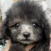 タイニープードル