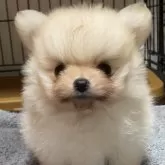 ポメラニアン