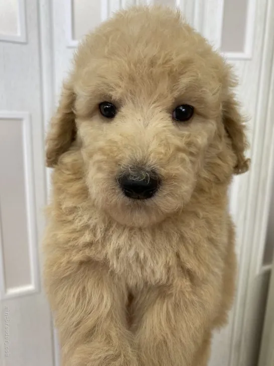 ID：2201-03860の子犬