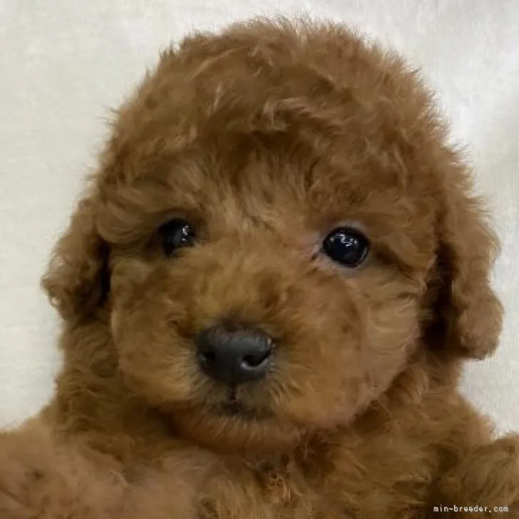 ID：2301-00450の子犬