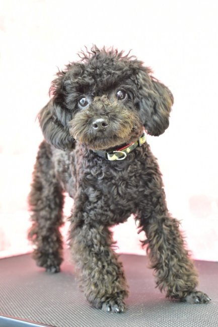 トイプードル【・女の子・2019年10月10日・ブラック】