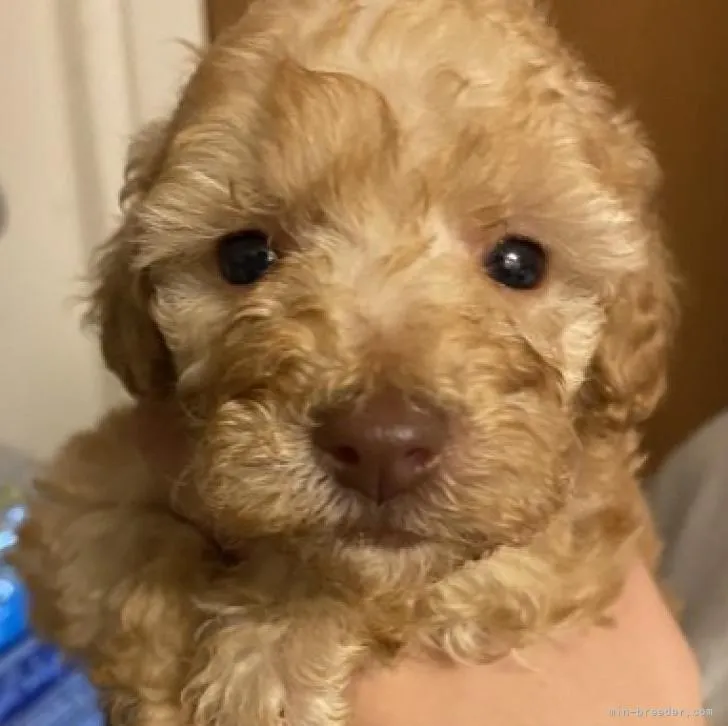 ID:2211-01792の子犬