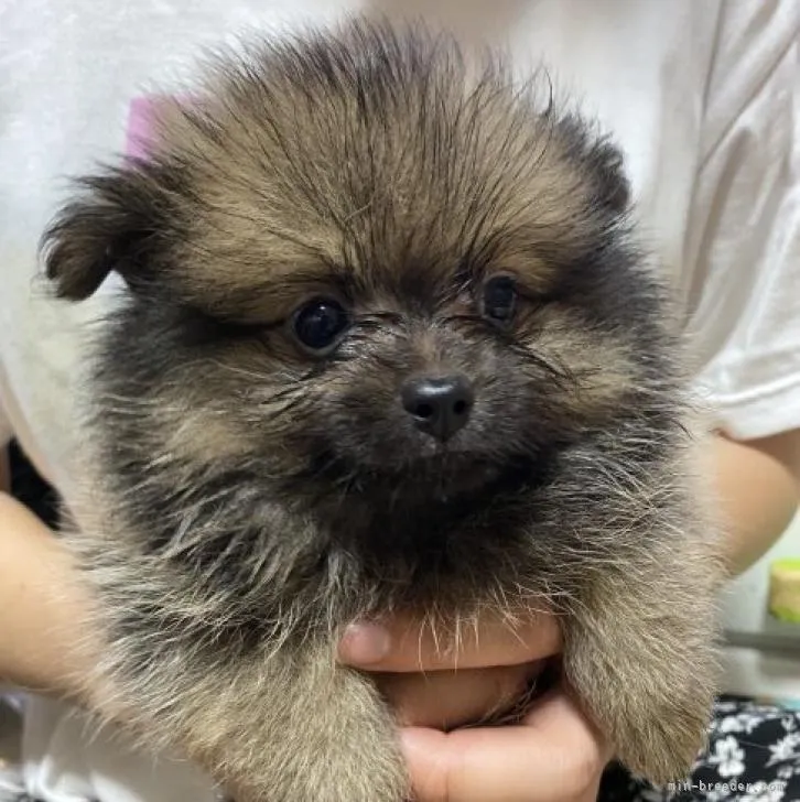 ID:2206-04098の子犬