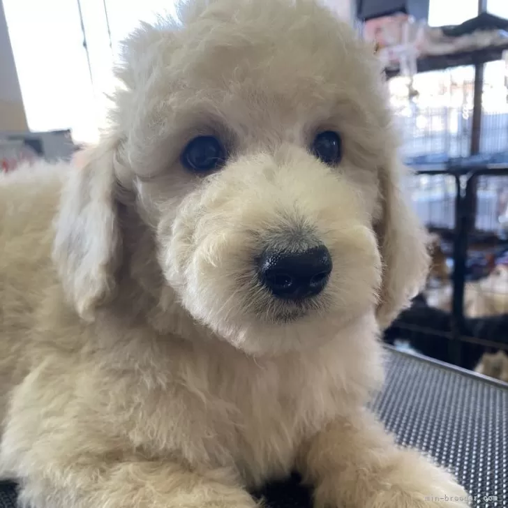 ID：2403-04453の子犬