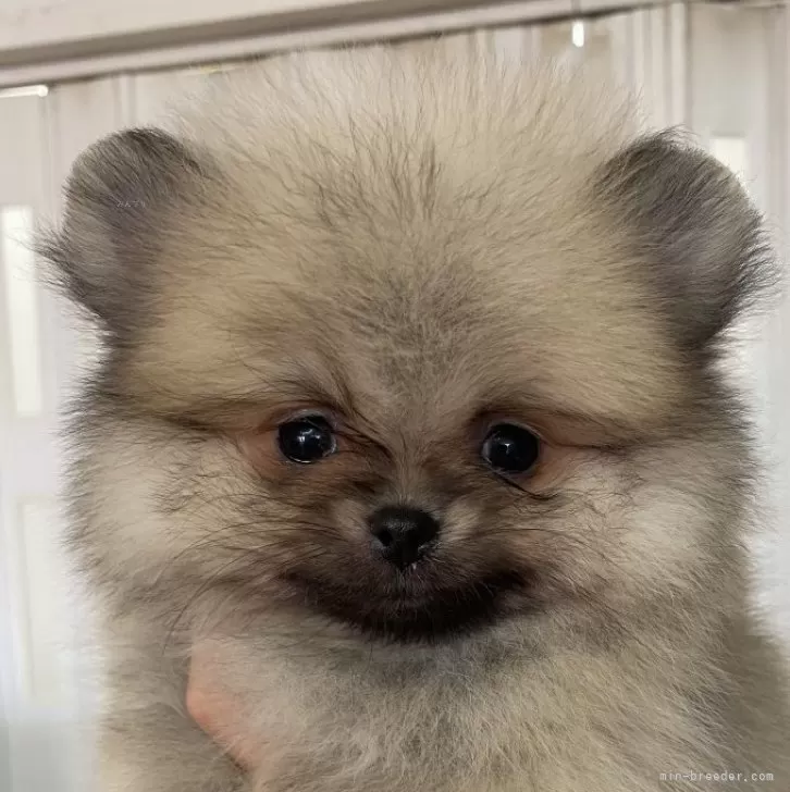 ID:2405-00902の子犬