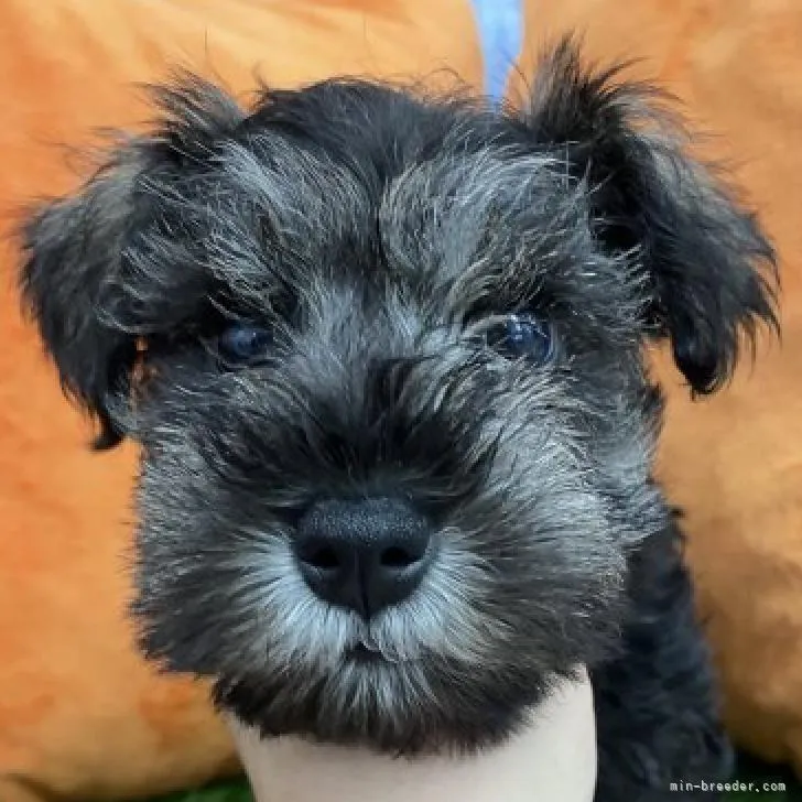 ID:2208-04201の子犬